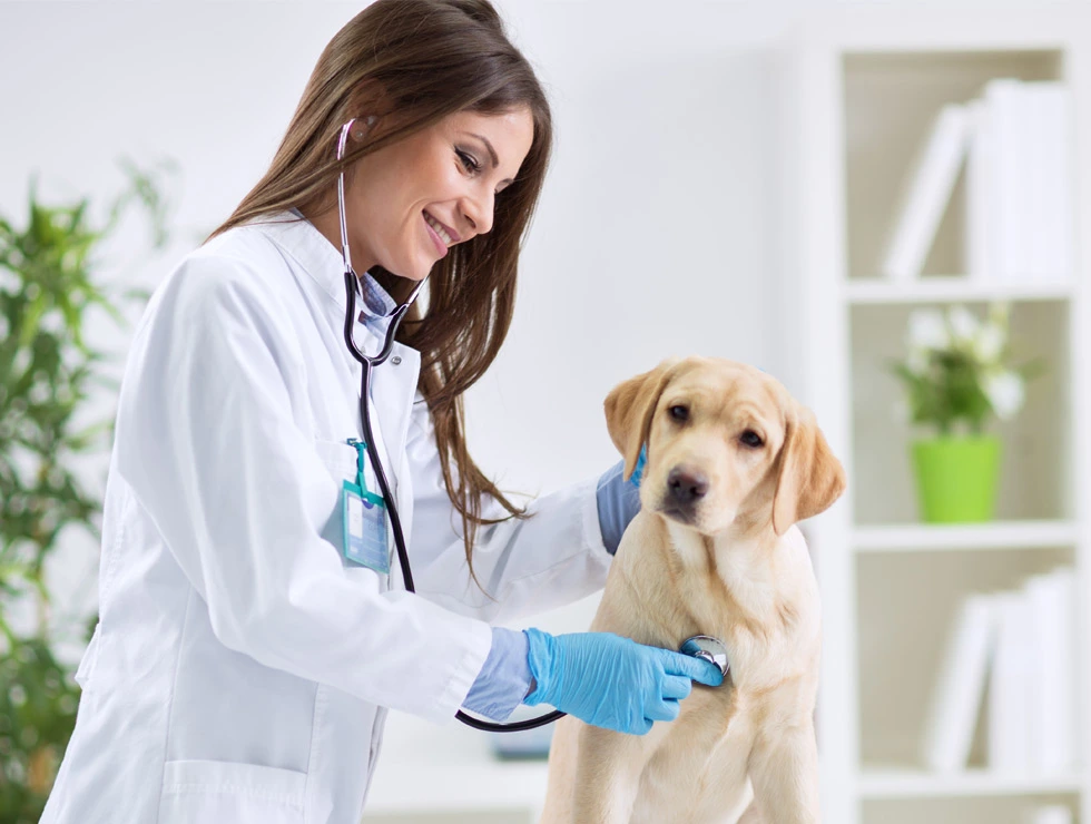 Veterinary Assisting image